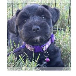 Border Collie and Miniature Schnauzer Puppies from Circle R Sidney