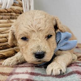 Waffles - Apricot male Goldendoodle puppy in Temecula, California from Oodles O'Doodles