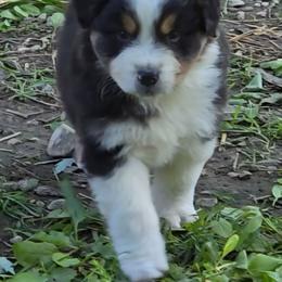 Quill - Black tri-color male Australian Shepherd puppy in Clinton, Missouri from Rocky Top Hearts