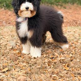 Ivy - Bernedoodle