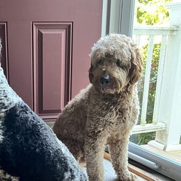 Goldendoodles from Pawfect Puppies