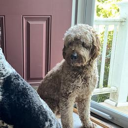 Goldendoodles from Pawfect Puppies