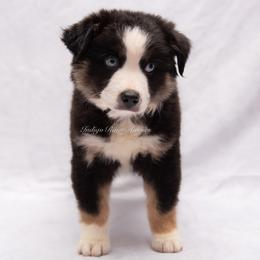 Clover - Black tri female Miniature Australian Shepherd puppy in Lacombe, Louisiana from Indigo River Aussies