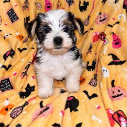 Swiper 2000 - Parti male Yorkshire Terrier puppy in Gastonia, North Carolina from Banks Dynasty Kennel