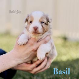 Basil - Red merle male Miniature American Shepherd puppy in Herriman, Utah from Painted Blue Aussies