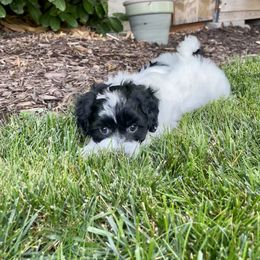 Cavapoo and Havapoo Puppies from Meadowlark Doodles