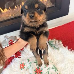 Arko - Black and mahogany male Rottweiler puppy in Denver, Colorado from DR