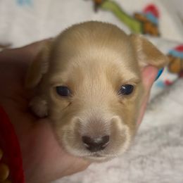 Gingerbread - Cream female Dachshund puppy in Vero Beach, Florida from Joseph’s Dachshunds