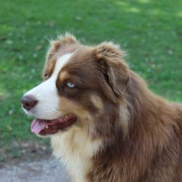 Cheyenne - Miniature Australian Shepherd