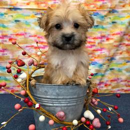 Huxley - Gold male Morkie puppy in Monticello, Iowa from Ashley’s Puppies
