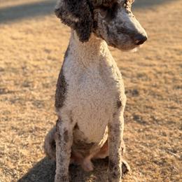 Old English Sheepdog, Poodle, Sheepadoodle, and Yorkipoo All Grown Up from Love Tallulah Sheepadoodles LLC