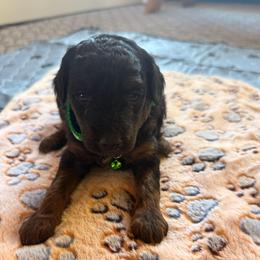 Cosmo - Black phantom male Aussiedoodle puppy in Deer Park, Washington from Doodle Paw Ranch