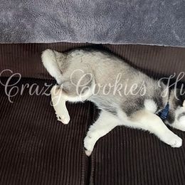 Siberian Husky Puppies from Crazy Cookies Huskies