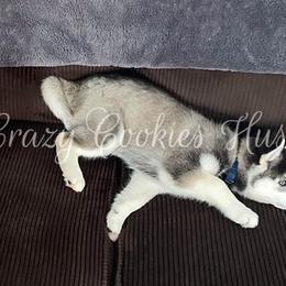 Siberian Husky Puppies from Crazy Cookies Huskies