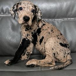 Superman - Merle male Great Dane puppy in Florida from Beachside Kennels