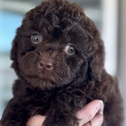 Bear - Brown male Poodle puppy in Concord, California from Golden State Good Dogs