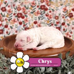 Chrys - White male Sheepadoodle puppy in Cleveland, Tennessee from Narrow Path Old English & Sheepadoodles