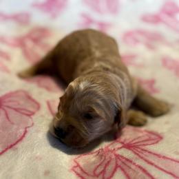 Kanga - Apricot female Goldendoodle puppy in Jacksonville, Florida from Dandelion Doodles