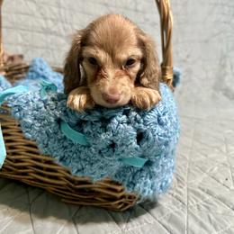 Santy- Chocolate Base Shaded Cream- price listed - Cream male Dachshund puppy in Biloxi, Mississippi from Southern Doxies Ms