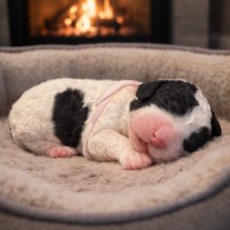 Light pink - Black and white female Sheepadoodle puppy in Inman, South Carolina from Mossy Doodles LLC