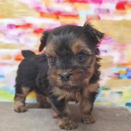 Hank - Blue and gold male Yorkshire Terrier puppy in Monticello, Iowa from Ashley’s Puppies