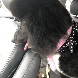 Maggie - Poodle
