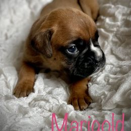 Boxer Puppies from Stuart Island Boxers