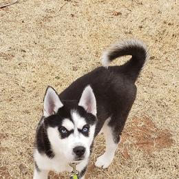 Siberian Huskies from Ortega's Siberian Huskies