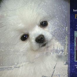 Blizzard - Pomeranian