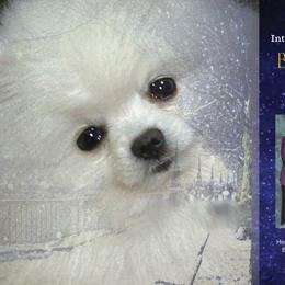 Blizzard - Pomeranian