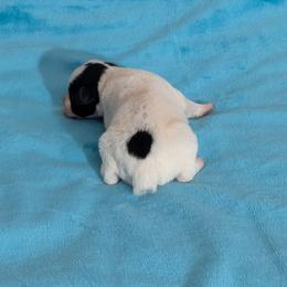 Luke - Parti male Miniature Schnauzer puppy in Lufkin, Texas from Texas Lil Cowdogs