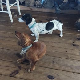 Dachshund puppies from Foothills Cattery & Kennel