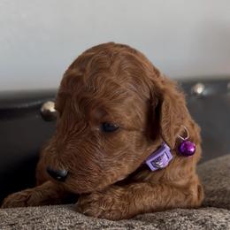 Female 2 - Red  female Poodle puppy in Jurupa Valley, California from gucci_bentleys_goldendoodles