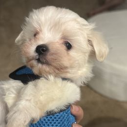 Maltese Puppies from Bichoncitos Malteses ❤️