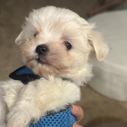 Maltese Puppies from Bichoncitos Malteses ❤️