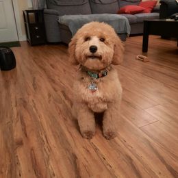 Cavapoo, Maltese, Maltipoo, and Poodle Puppies from Mt.BakerPoodles&Doodles