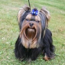 Yorkshire Terriers from Cindy's Yorkies