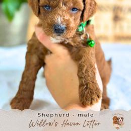 Shepherd - Red  male Goldendoodle puppy in Atlanta, Georgia from Teddy Puppies