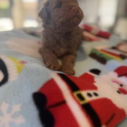 Goldendoodle Puppies from Heather's Goldendoodles