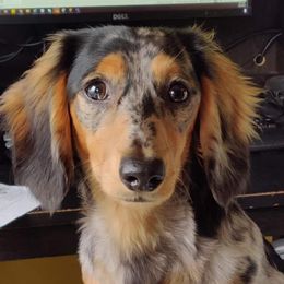 Willow - Dachshund