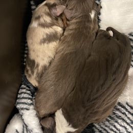 Toy Australian Shepherd Puppies from Loyal Litters Toy Australian Shepherds