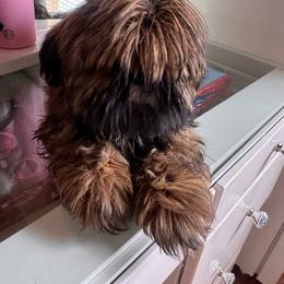 Oscar - Tricolor male Shih Tzu puppy in Azusa, California from RJ Shih Tzu lover
