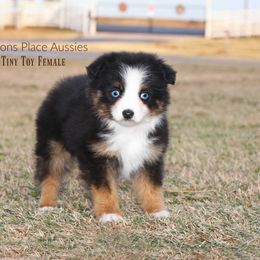 Miniature Australian Shepherd Puppies from Parsons Place Aussies