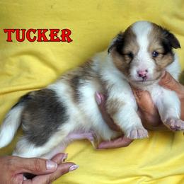 Tucker - sable merle male - Sable merle and white male Shetland Sheepdog puppy in Frazeysburg, Ohio from Mountain High Kennels