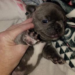 French Bulldog Puppies from Jen Haney