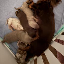 Dachshund Puppies from Andrepont Dachshunds