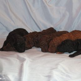 Poodle Puppies from RK'S Pets