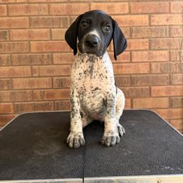 Pocket - Black and white female German Shorthaired Pointer puppy in Marshfield, Missouri from Pebblebrook German Shorthaired Pointers