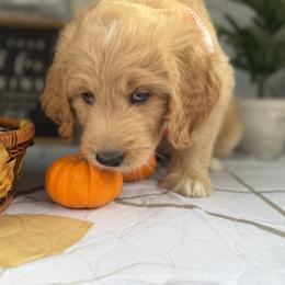 Goldendoodle Puppies from Unike Puppies