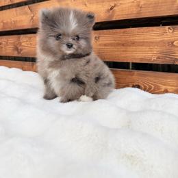 Pomeranian puppies from San Antonio Pomeranian